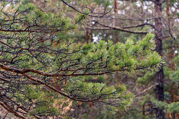 Очаги рыжего пилильщика впервые выявили в Новосибирской области