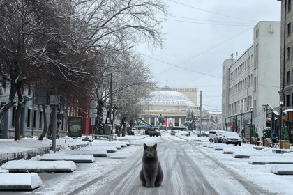 Прогноз погоды на 11-14 ноября в Новосибирске сделали синоптики