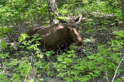 Лосиха не смогла перейти улицу Выборную и погибла в ДТП в Новосибирске
