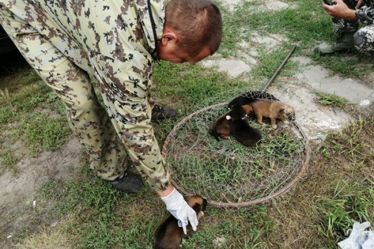 Няшных щенков ловили сачком спасатели в Куйбышеве