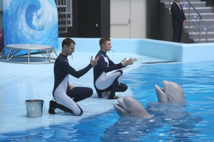 Обитателей дельфинария показали посетителям зоопарка перед открытием