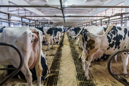 Глава Россельхознадзора заявил о мутации пастереллеза в Новосибирской области