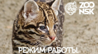 Новосибирский зоопарк перешёл на летний режим работы