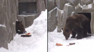 В Новосибирском зоопарке проснулись бурые медведи