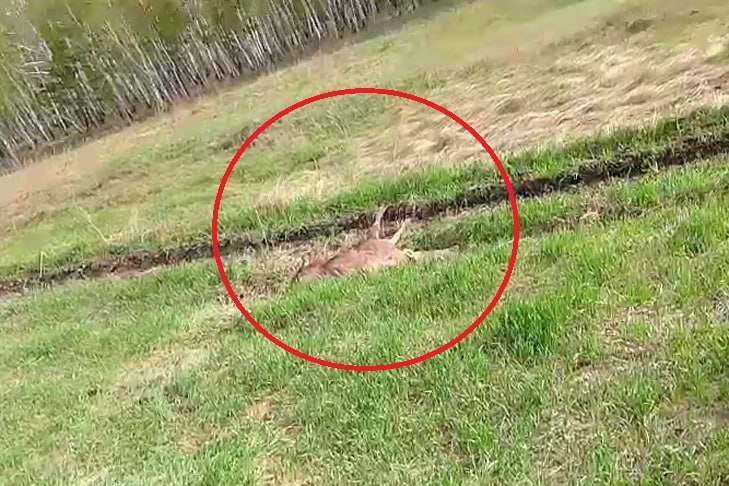 Под Новосибирском сбитый лось часами умирал на глазах у сотни водителей