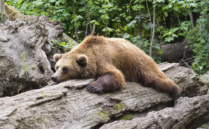 Медведица с медвежатами бродит в барабинских лесах