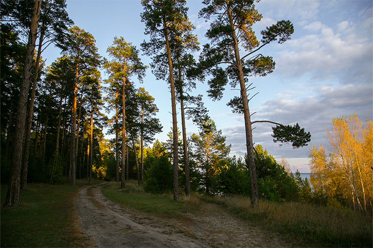 В Новосибирской области запустят круглосуточный мониторинг лесов