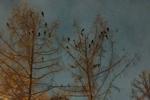 Чумазые вороны оккупировали центр Новосибирска из-за новогодней иллюминации