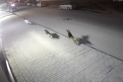 Бастрыкин взял на контроль проблему с агрессивными собаками в Новосибирске