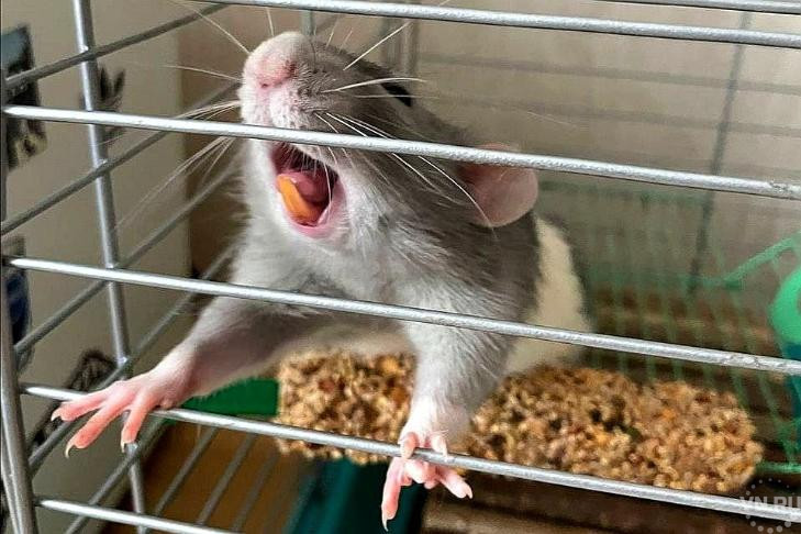 Крысы в состоянии стресса помогут ученым из Новосибирска в лечении гипертонии