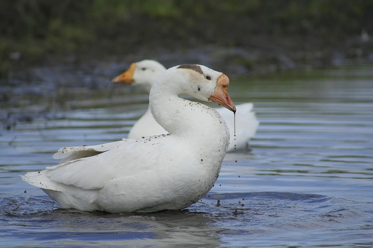 Массовый падеж птицы зафиксирован у фермера в Новосибирской области