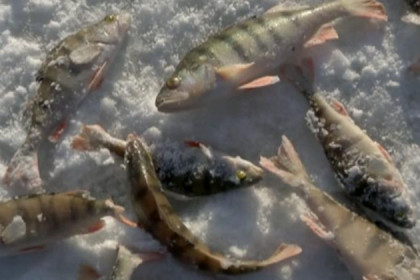 Рыбаки рискуют на тонком льду ради окуньков 