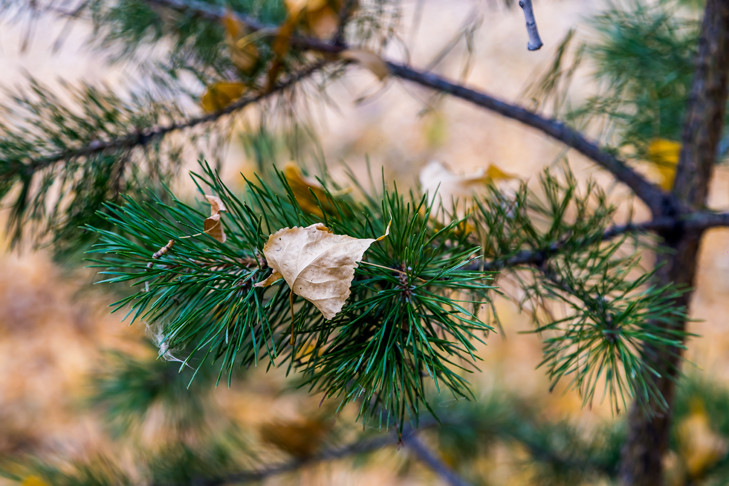 В Новосибирске дачница подала в суд за испорченное дерево