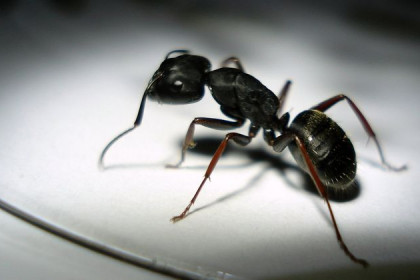 Пешеходные дорожки для муравьев установят на экотропе в Муравьином лесу