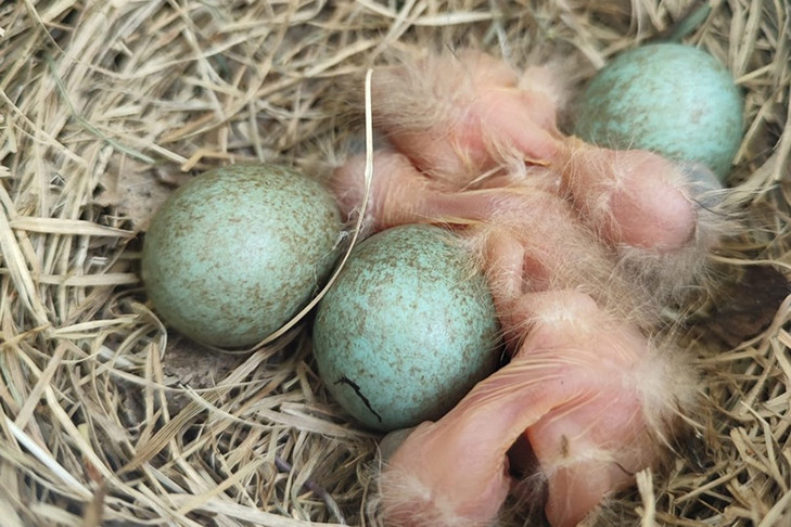 Кукушка вывела потомство на подоконнике детского лагеря под Новосибирском
