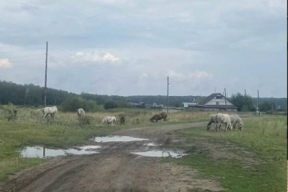 «Мы живём на пастбище!»: в новосибирском селе лошади терроризируют жителей