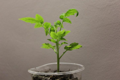 Цветами и овощами из Новосибирска решили засадить огороды на Донбассе