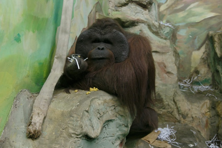 Лучшее средство защиты от оспы обезьян назвали в Роспотребнадзоре