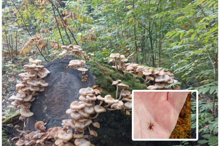 Только бежать: лосиные мухи атакуют заядлых грибников Новосибирска