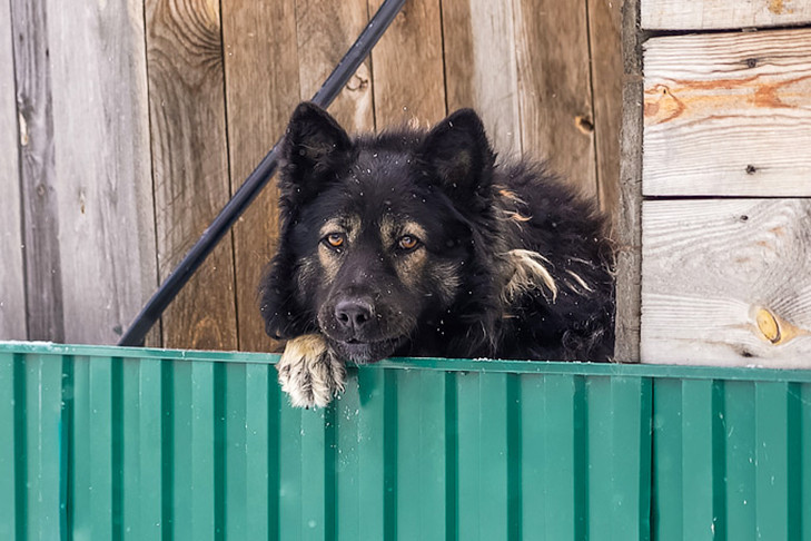 В Новосибирске потеплеет в Мартынов день 26 февраля
