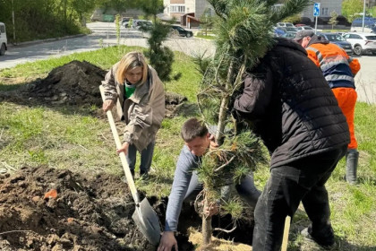 Более 50 крупных елей и кедров высадили на улицах Новосибирска