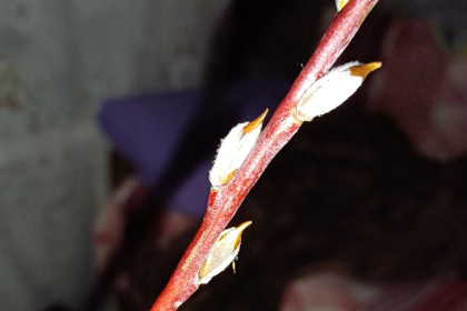 Чудесное цветение вербы наблюдают в Сибири 4 декабря