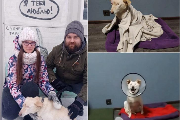 Слепая собака-сирота Кнопа из Новосибирска нашла хозяев и переехала в теплый дом