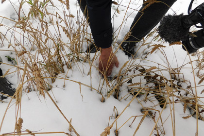 Такого не припомнят новосибирцы: снег лежит в начале октября в полях неделю