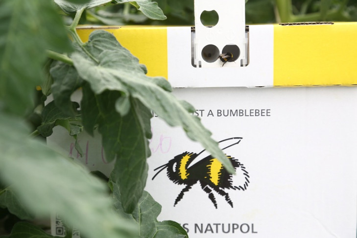 Сохранением пчел займется Минсельхоз Новосибирской области