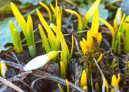 Редкий цветок вырастила бердчанка на клумбе