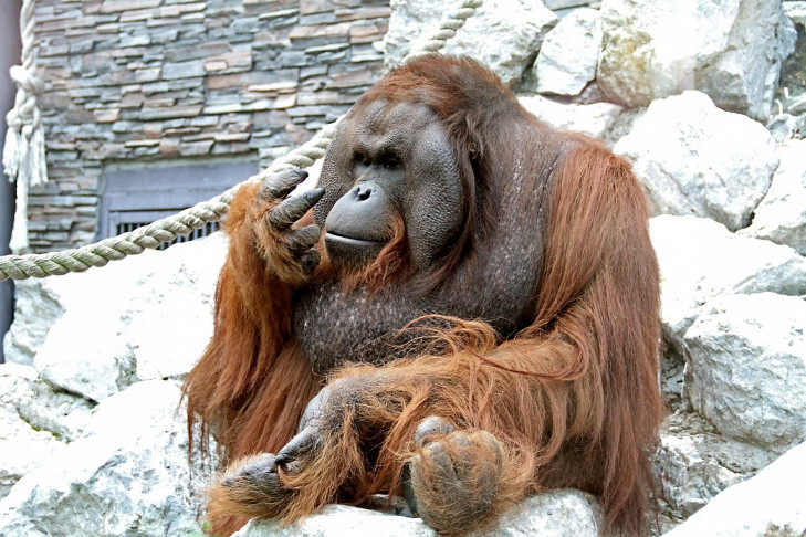 Знаменитый орангутан Бату вновь выпросил банан у посетителей Новосибирского зоопарка