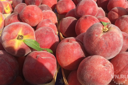 Персиками с плодожоркой пытались накормить новосибирцев