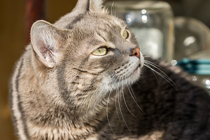 Коты спасли хозяина от кипятка в Новосибирске