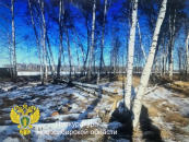 Жителя Новосибирской области осудят за незаконную рубку леса