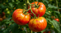 Более 50 тонн заражённой продукции ехали в Новосибирскую область