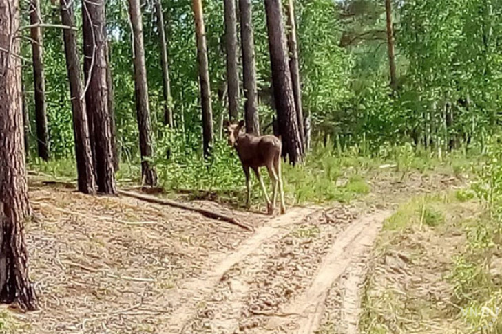 Одинокого лосенка отвезли в лес из Новосибирского зоопарка