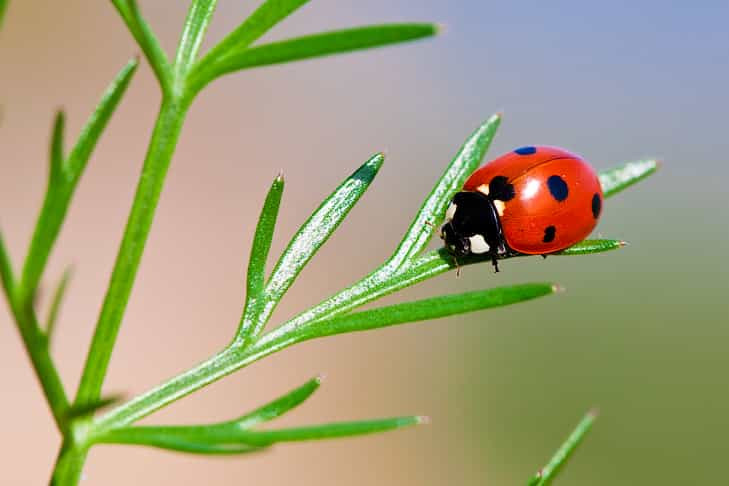 Новосибирцев просят не посылать на небо божьих коровок