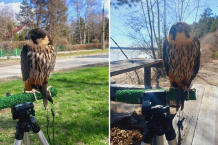 Новосибирская художница спасла сбежавшего из плена сокола