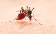 Крупные и опасные: комары атаковали жителей Новосибирской области