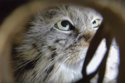 Манул Пепе из Новосибирского зоопарка нашла жениха в Санкт-Петербурге