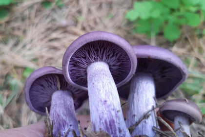 Фиолетовые грибы с запахом фруктов нашел за баней новосибирец