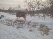 Новые кормушки для косуль установили в заказнике Легостаевский Новосибирской области