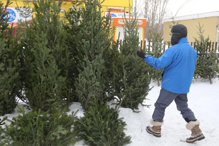 В декабре 32 елочных базара откроют в Новосибирске