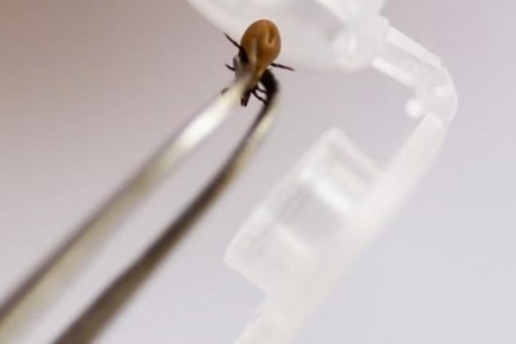 Главную опасность клещей с боррелиозом летом 2025 назвал эксперт Коновалов