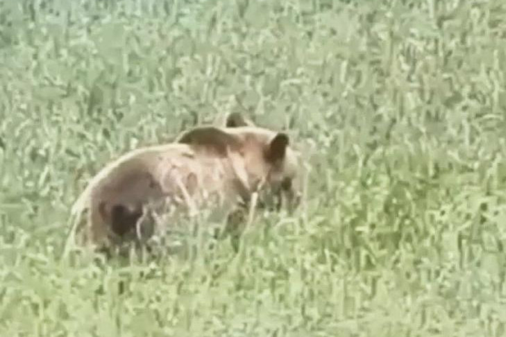 Медведица с медвежатами устроила пир на поле под Новосибирском