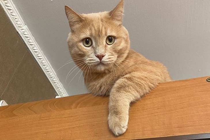 Любовь новосибирцев к котикам объяснила психолог Елена Дорошева