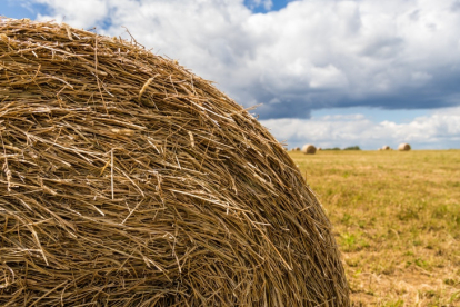 В Новосибирской области планируется рекультивация 270 гектаров земель сельскохозяйственного назначения