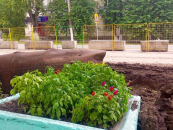 Более 7 млн рублей на асфальт и газоны направит СГК в Куйбышеве