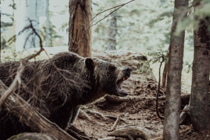 Медведь-убийца держит в страхе жителей села под Новосибирском