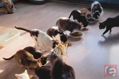 Приют с кошками выселяют на улицу в Новосибирске